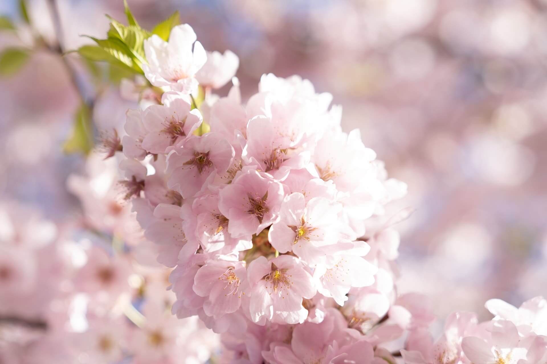 桜の画像1